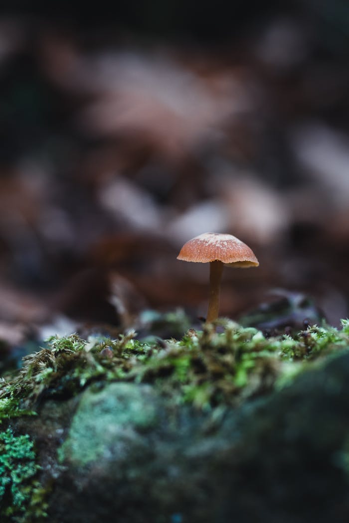 A Close-Up of a Mushroom on the Ground
