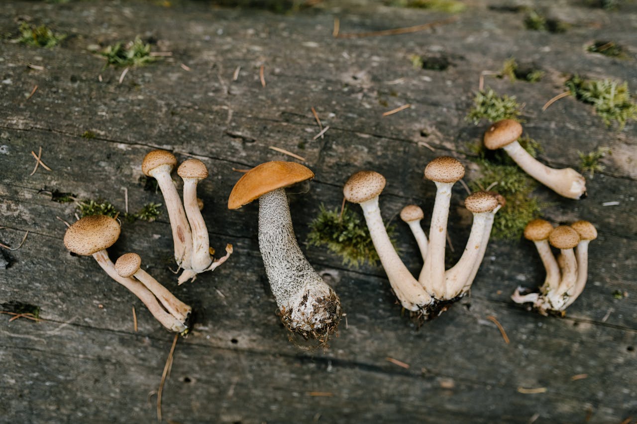 Top view of edible fresh mushrooms placed on timber in forest in autumn