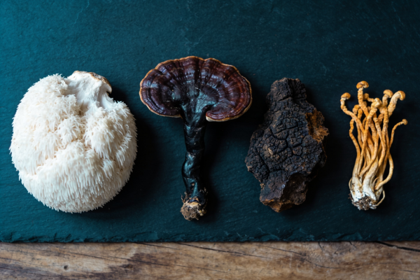 Four functional mushrooms in a row on dark slate — white lion's mane, reishi, dark chaga and orange cordyceps